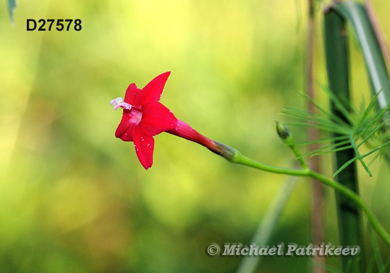 Cypress Vine (Ipomoea quamoclit)